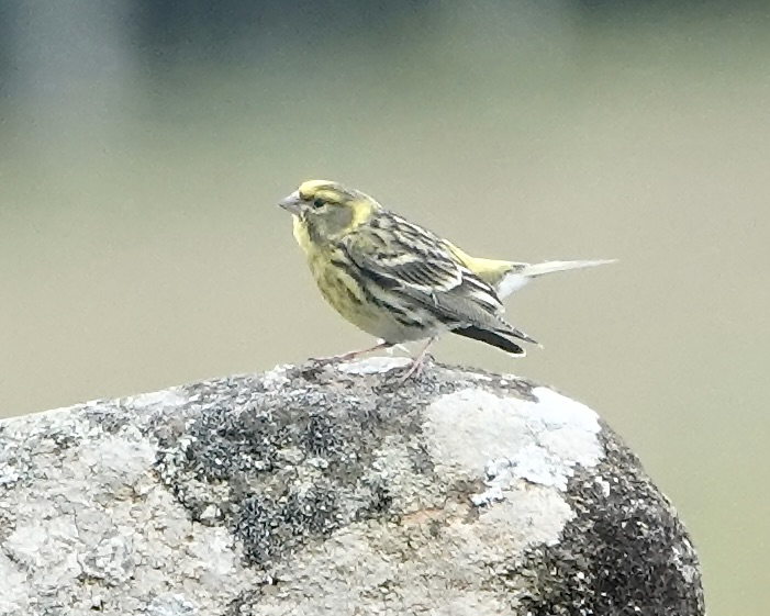 serin